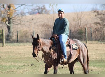American Quarter Horse, Gelding, 9 years, 14.3 hh, Roan-Bay