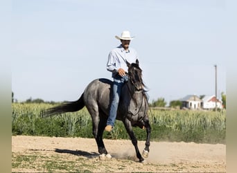 American Quarter Horse, Gelding, 9 years, 14.3 hh, Roan-Blue