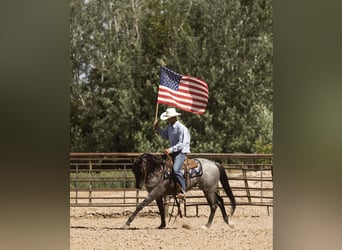 American Quarter Horse, Gelding, 9 years, 14.3 hh, Roan-Blue