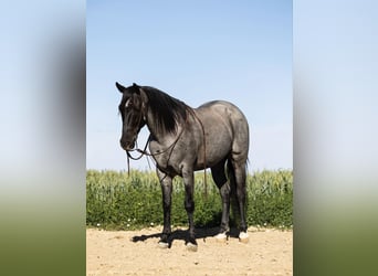 American Quarter Horse, Gelding, 9 years, 14.3 hh, Roan-Blue