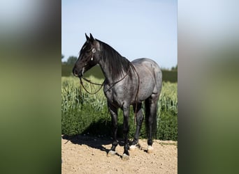 American Quarter Horse, Gelding, 9 years, 14.3 hh, Roan-Blue