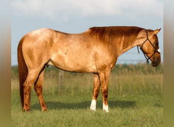 American Quarter Horse, Wallach, 9 Jahre, 14,3 hh, Roan-Red