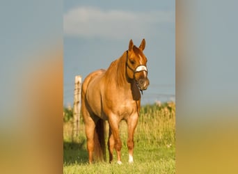 American Quarter Horse, Wallach, 9 Jahre, 14,3 hh, Roan-Red