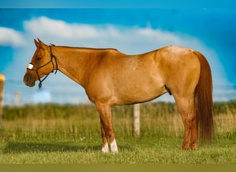 American Quarter Horse, Wallach, 9 Jahre, 14,3 hh, Roan-Red