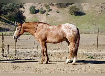 American Quarter Horse, Gelding, 9 years, 14.3 hh, Roan-Red