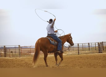 American Quarter Horse, Gelding, 9 years, 14.3 hh, Sorrel