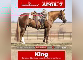 American Quarter Horse, Gelding, 9 years, 14.3 hh, Sorrel