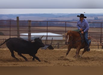 American Quarter Horse, Gelding, 9 years, 14.3 hh, Sorrel