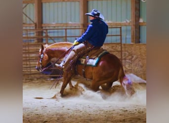 American Quarter Horse, Gelding, 9 years, 14.3 hh, Sorrel