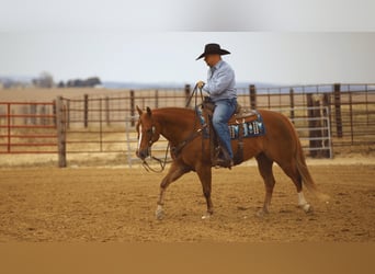 American Quarter Horse, Gelding, 9 years, 14.3 hh, Sorrel