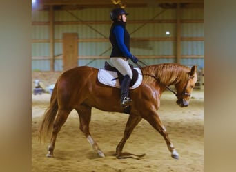 American Quarter Horse, Gelding, 9 years, 14.3 hh, Sorrel