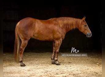 American Quarter Horse, Gelding, 9 years, 14.3 hh, Sorrel
