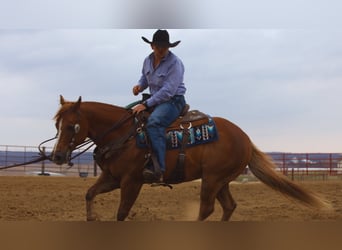 American Quarter Horse, Gelding, 9 years, 14.3 hh, Sorrel