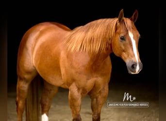 American Quarter Horse, Gelding, 9 years, 14.3 hh, Sorrel