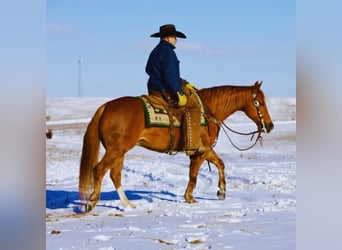 American Quarter Horse, Gelding, 9 years, 14.3 hh, Sorrel