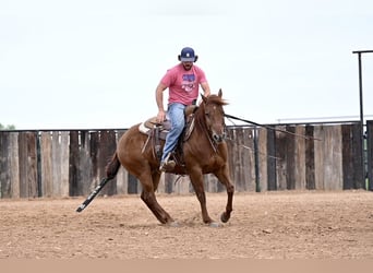 American Quarter Horse, Gelding, 9 years, 14.3 hh, Sorrel