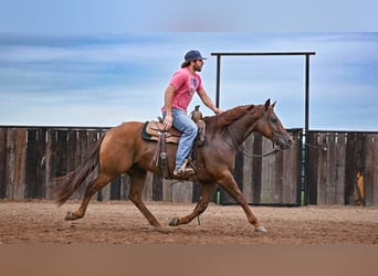 American Quarter Horse, Gelding, 9 years, 14.3 hh, Sorrel