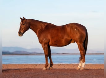 American Quarter Horse, Gelding, 9 years, 14.3 hh, Sorrel