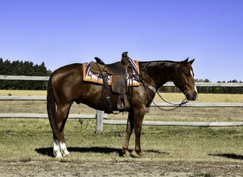 American Quarter Horse, Gelding, 9 years, 14.3 hh, Sorrel