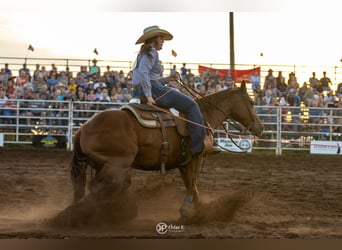 American Quarter Horse, Gelding, 9 years, 14.3 hh, Sorrel