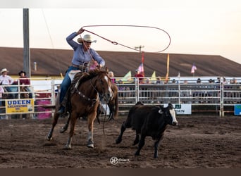 American Quarter Horse, Gelding, 9 years, 14.3 hh, Sorrel