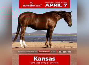 American Quarter Horse, Gelding, 9 years, 14.3 hh, Sorrel