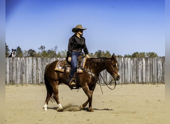 American Quarter Horse, Gelding, 9 years, 14.3 hh, Sorrel