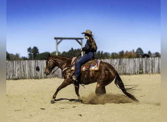 American Quarter Horse, Gelding, 9 years, 14.3 hh, Sorrel