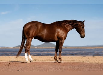 American Quarter Horse, Gelding, 9 years, 14.3 hh, Sorrel