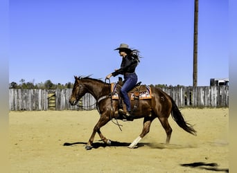 American Quarter Horse, Gelding, 9 years, 14.3 hh, Sorrel