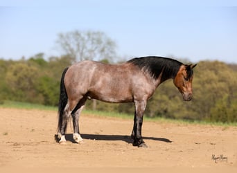 American Quarter Horse, Gelding, 9 years, 14 hh, Buckskin