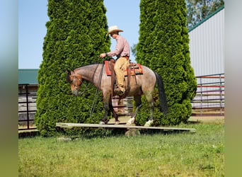 American Quarter Horse, Gelding, 9 years, 14 hh, Buckskin