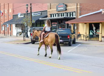 American Quarter Horse Mix, Gelding, 9 years, 14 hh, Buckskin