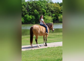 American Quarter Horse Mix, Gelding, 9 years, 14 hh, Buckskin