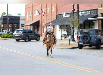American Quarter Horse Mix, Gelding, 9 years, 14 hh, Buckskin