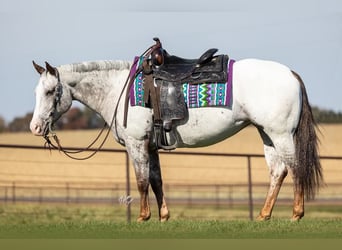 American Quarter Horse, Gelding, 9 years, 14 hh, Chestnut