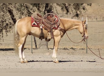 American Quarter Horse, Gelding, 9 years, 14 hh, Palomino