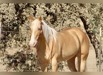 American Quarter Horse, Gelding, 9 years, 14 hh, Palomino