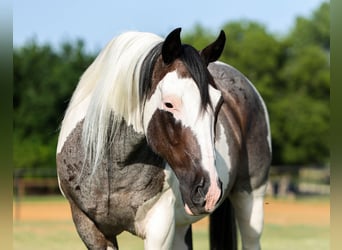 American Quarter Horse, Gelding, 9 years, 14 hh, Pinto
