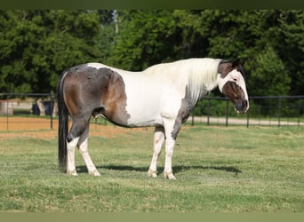 American Quarter Horse, Gelding, 9 years, 14 hh, Pinto