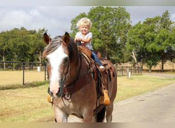 American Quarter Horse, Gelding, 9 years, 14 hh, Roan-Bay