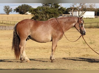 American Quarter Horse, Gelding, 9 years, 14 hh, Roan-Bay