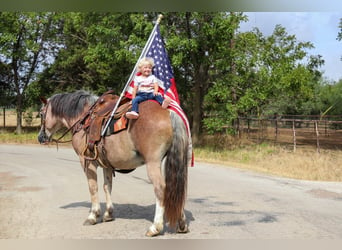 American Quarter Horse, Gelding, 9 years, 14 hh, Roan-Bay