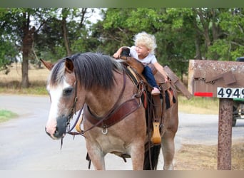 American Quarter Horse, Gelding, 9 years, 14 hh, Roan-Bay