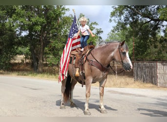 American Quarter Horse, Gelding, 9 years, 14 hh, Roan-Bay