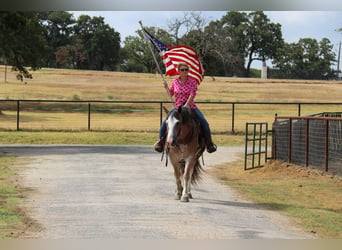 American Quarter Horse, Gelding, 9 years, 14 hh, Roan-Bay