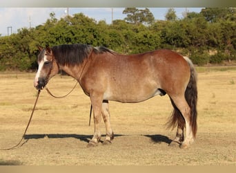 American Quarter Horse, Gelding, 9 years, 14 hh, Roan-Bay