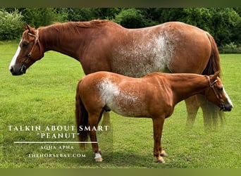 American Quarter Horse, Gelding, 9 years, 14 hh, Sorrel