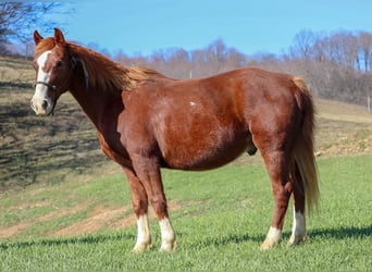 American Quarter Horse, Gelding, 9 years, 14 hh, Sorrel