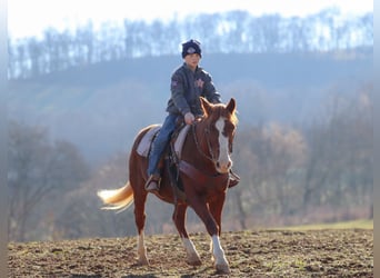 American Quarter Horse, Gelding, 9 years, 14 hh, Sorrel